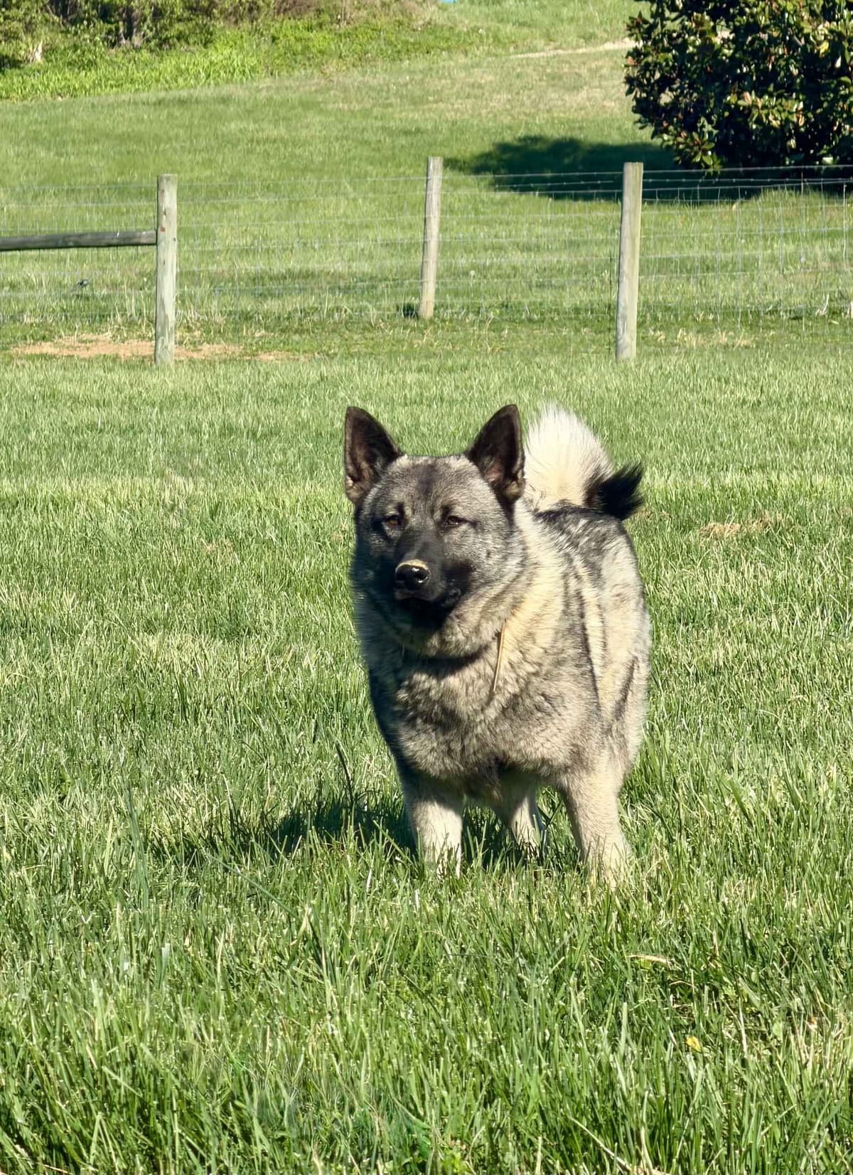 Norwegian Elkhound Puppies breeder image 1