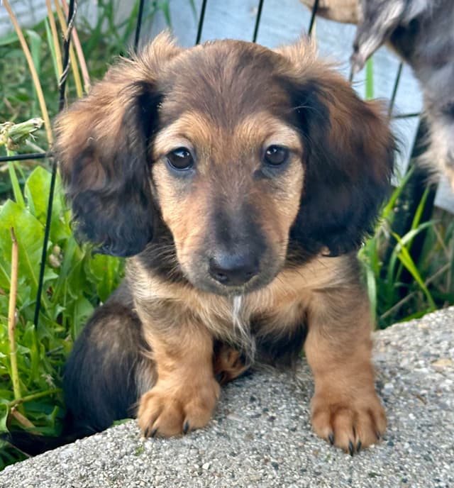 Longhaired Female Dachshund Puppy *price reduced* media 2