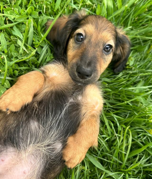 Longhaired Female Dachshund Puppy *price reduced* media 3