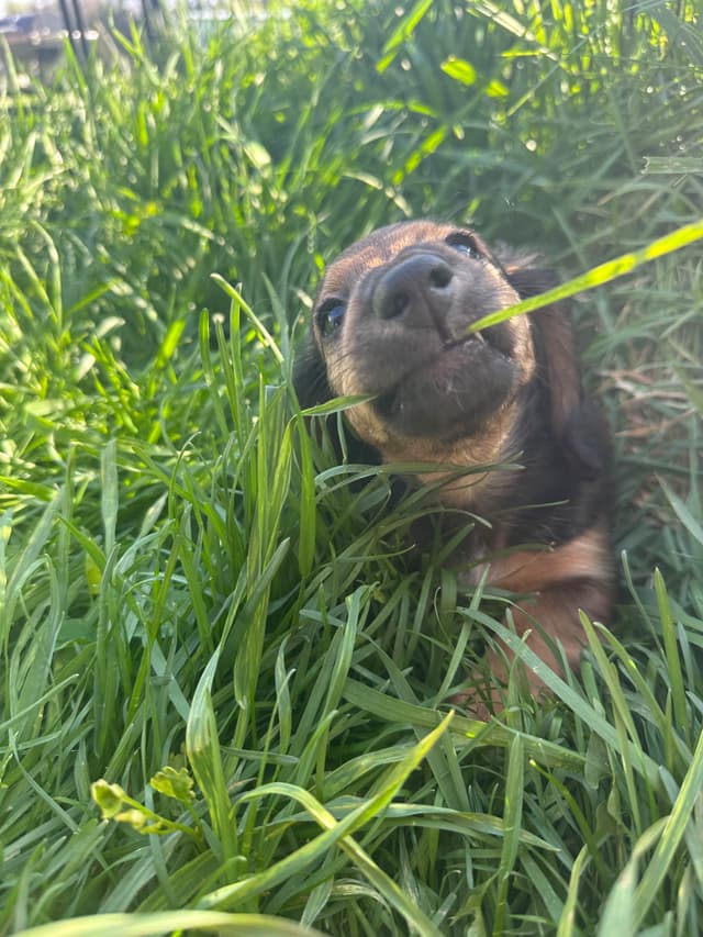 Longhaired Female Dachshund Puppy *price reduced* media 5