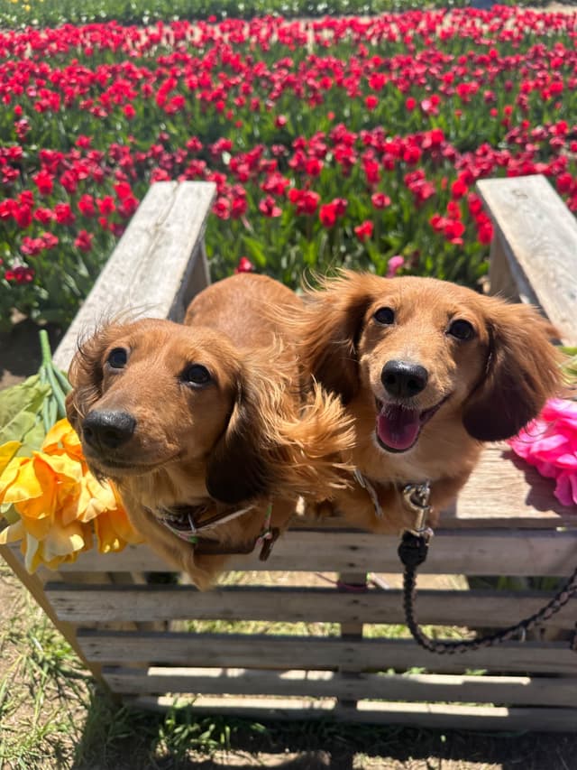 Longhaired Female Dachshund Puppy *price reduced* media 6