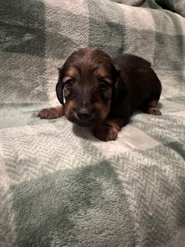 Longhaired Female Dachshund Puppy *price reduced* media 7