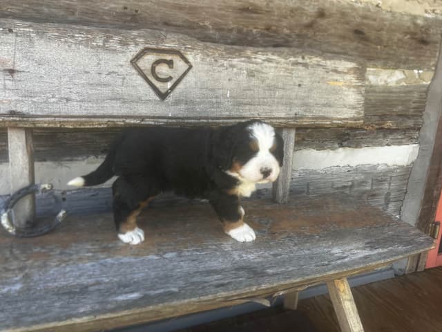 Bernese Mountain Dog Puppies media 2