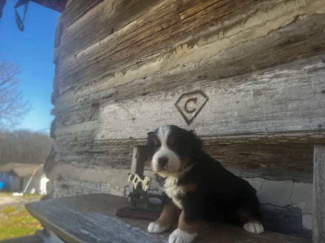 Bernese Mountain Dog Puppies media 3