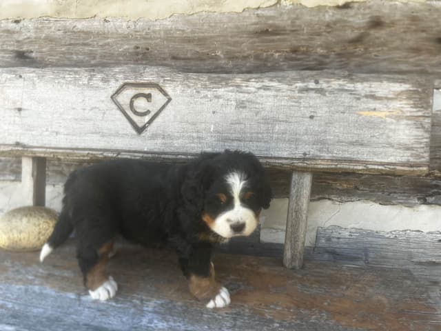 Bernese Mountain Dog Puppies media 5