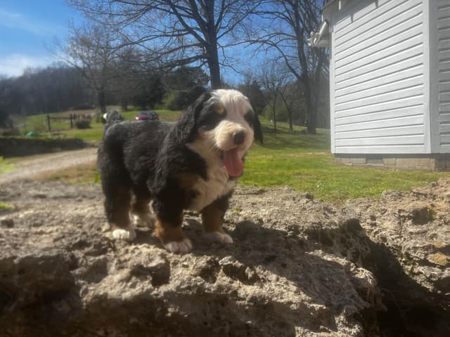 Bernese Mountain Dog Puppies media 6