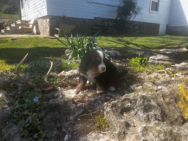 Bernese Mountain Dog Puppies media 7