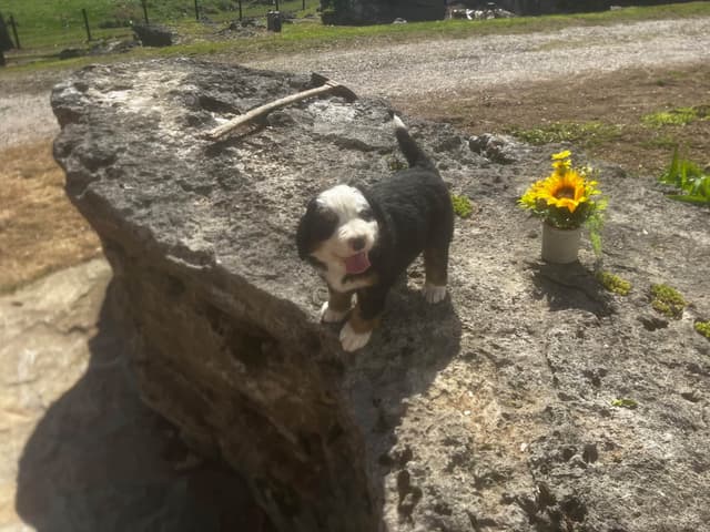 Bernese Mountain Dog Puppies media 9