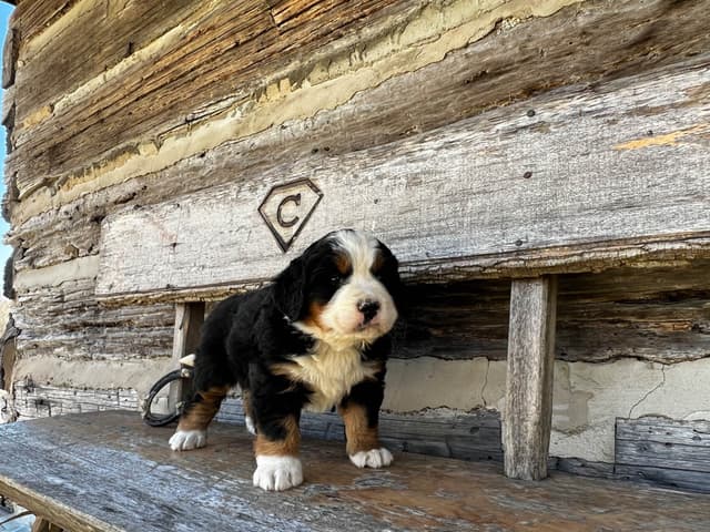 Bernese Mountain Dog Puppies media 10