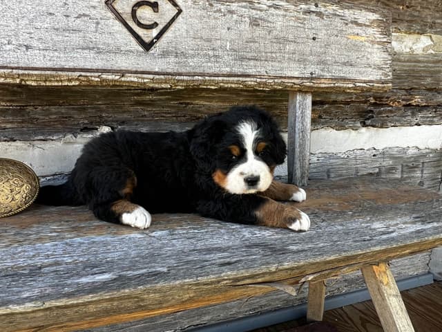 Bernese Mountain Dog Puppies media 11