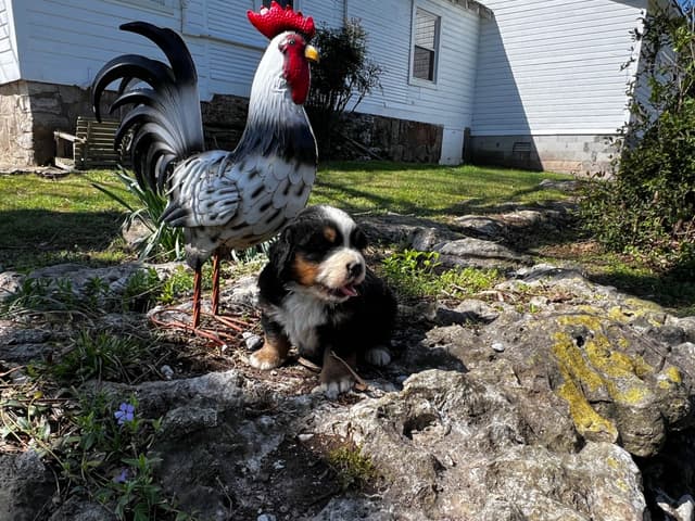 Bernese Mountain Dog Puppies media 13