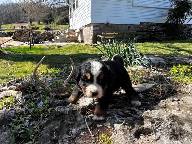 Bernese Mountain Dog Puppies media 14