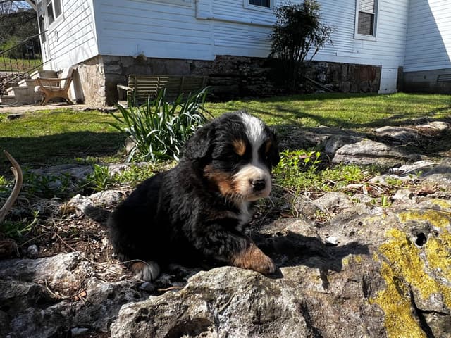 Bernese Mountain Dog Puppies media 15