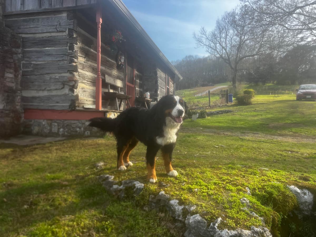 Bernese Mountain Dog Puppies breeder image 1
