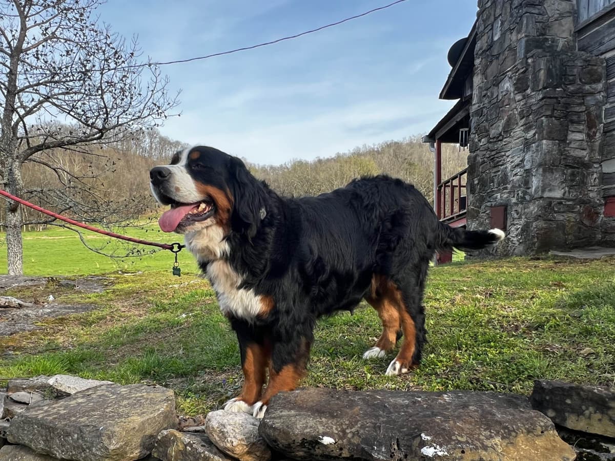 Bernese Mountain Dog Puppies breeder image 4
