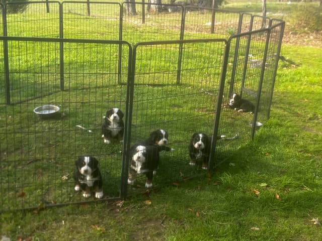 Bernese Mountain Dog Puppies media 16