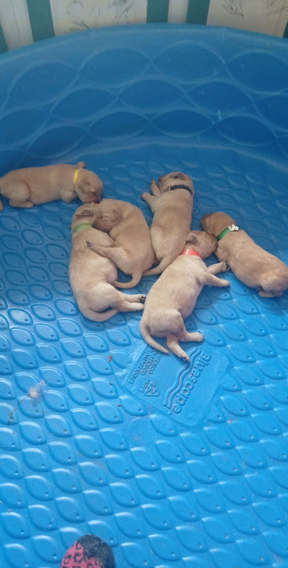 Golden Retriever Puppies breeder image 1