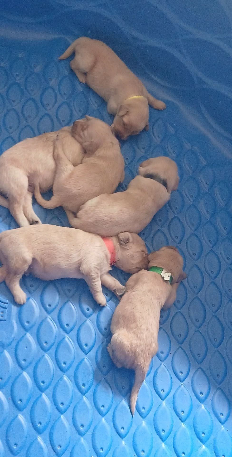 Golden Retriever Puppies breeder image 3