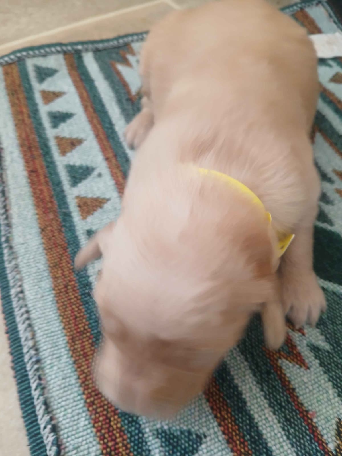Golden Retriever Puppies breeder image 4