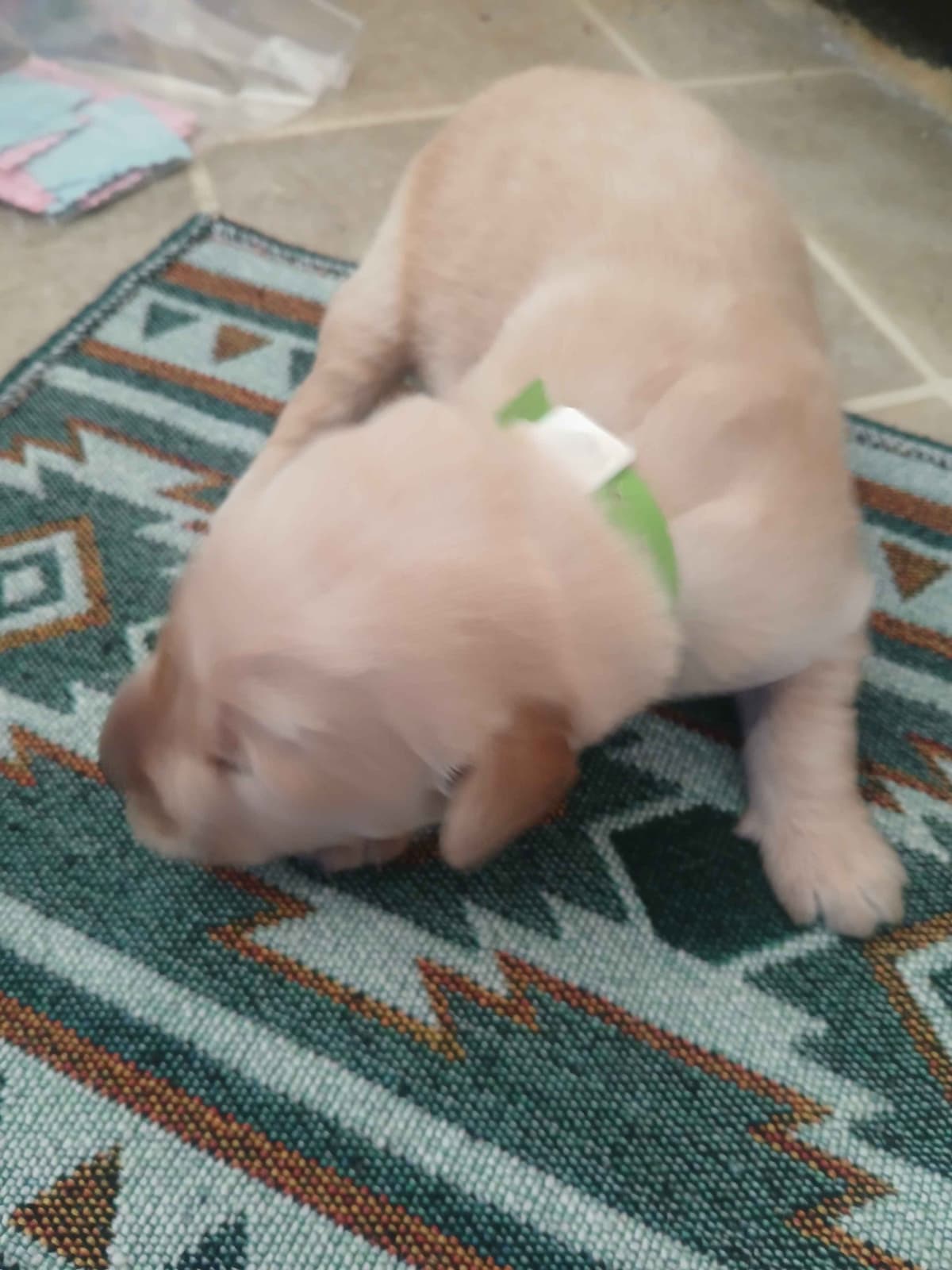 Golden Retriever Puppies breeder image 7