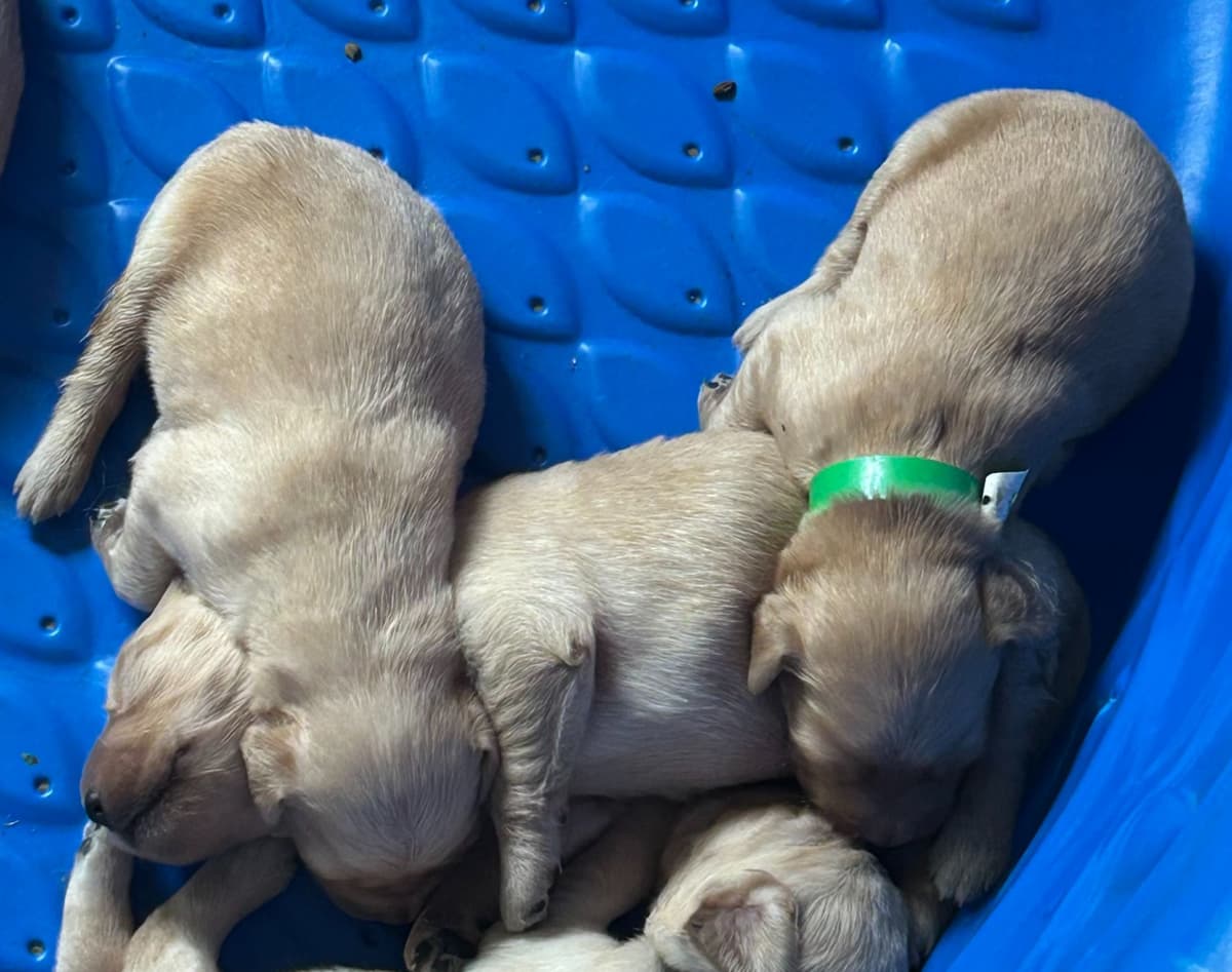 Golden Retriever Puppies breeder image 6