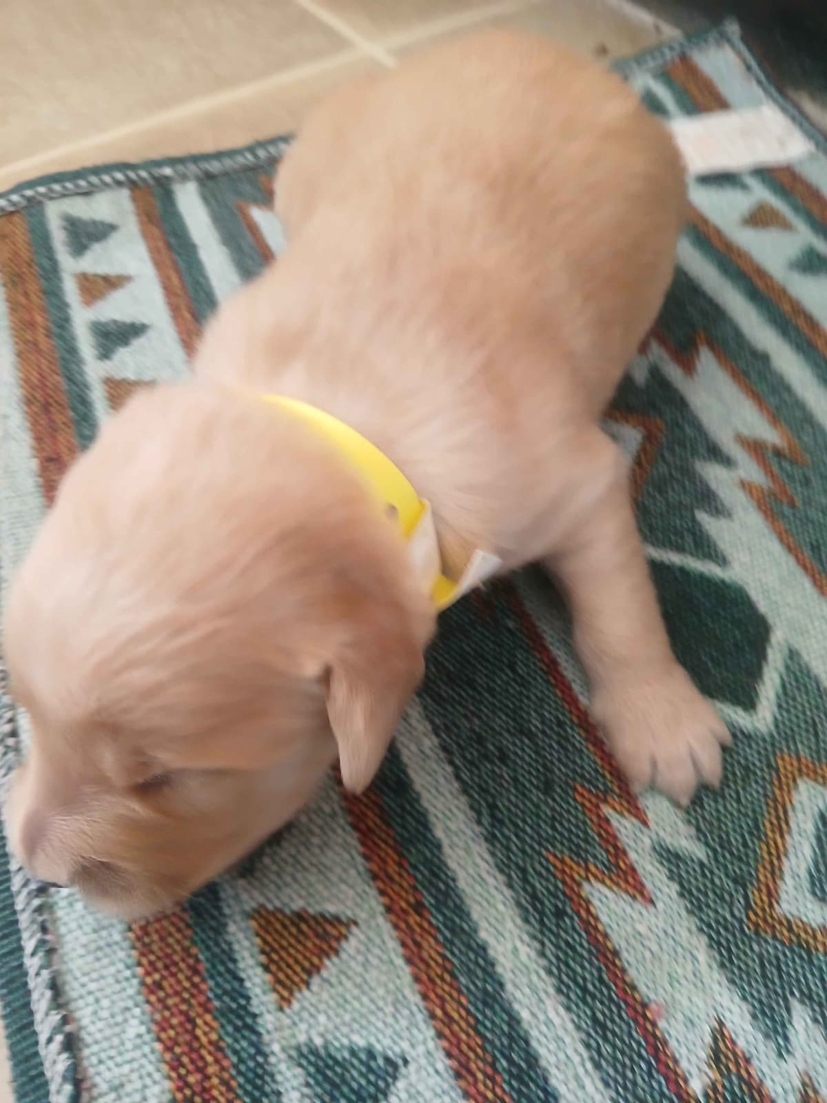 Golden Retriever Puppies breeder image 8