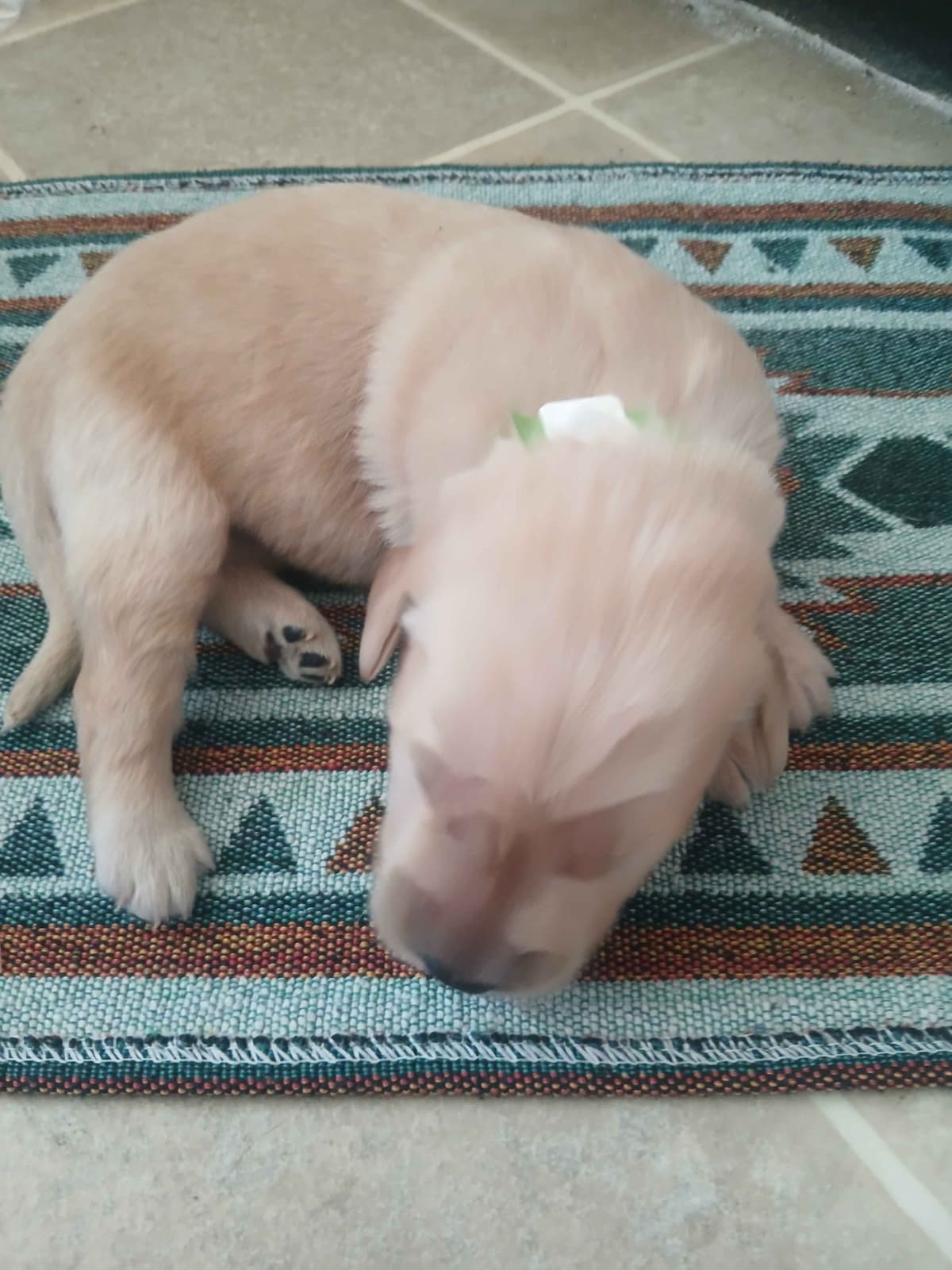 Golden Retriever Puppies breeder image 9