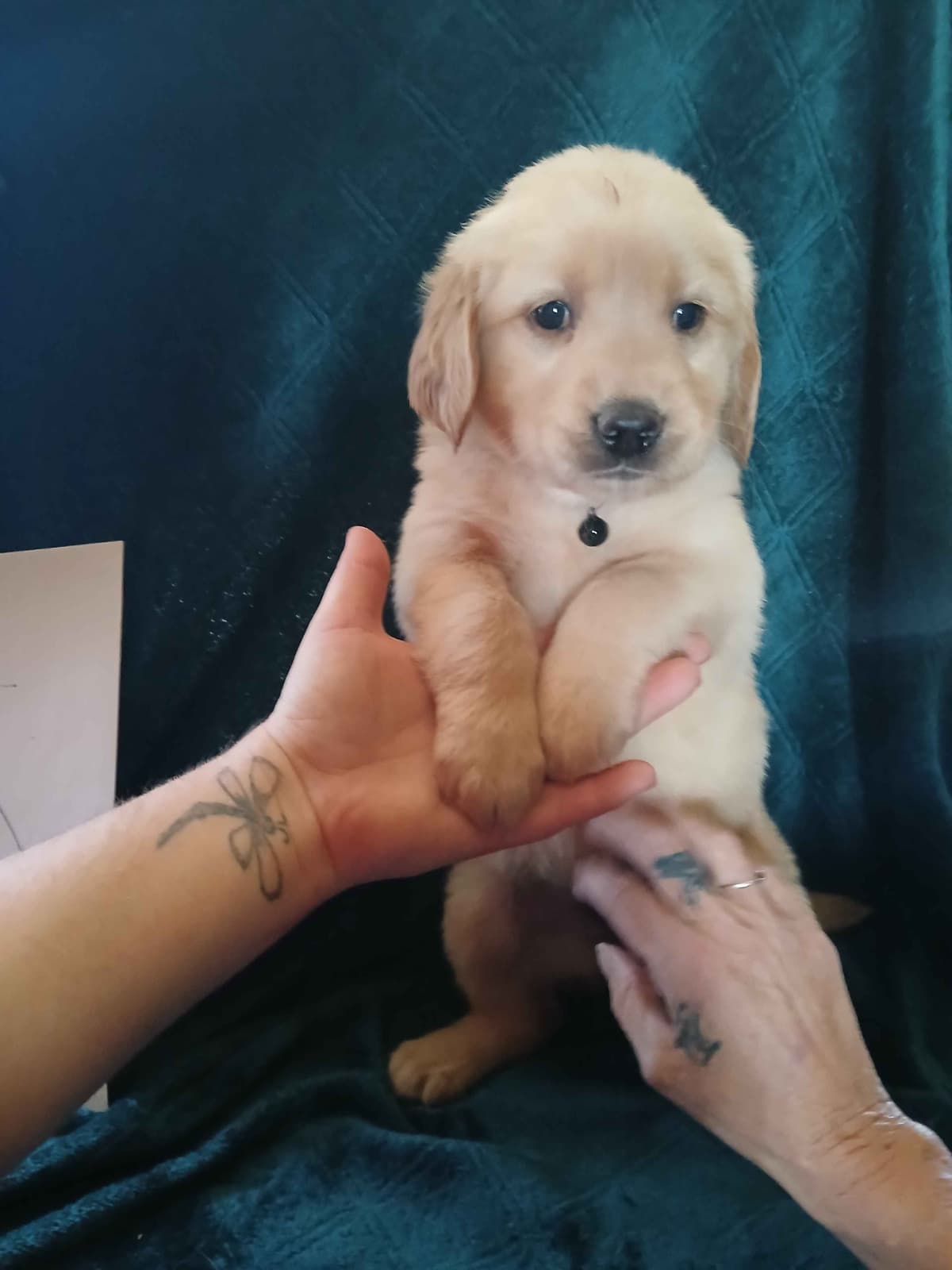 Golden Retriever Puppies breeder image 10