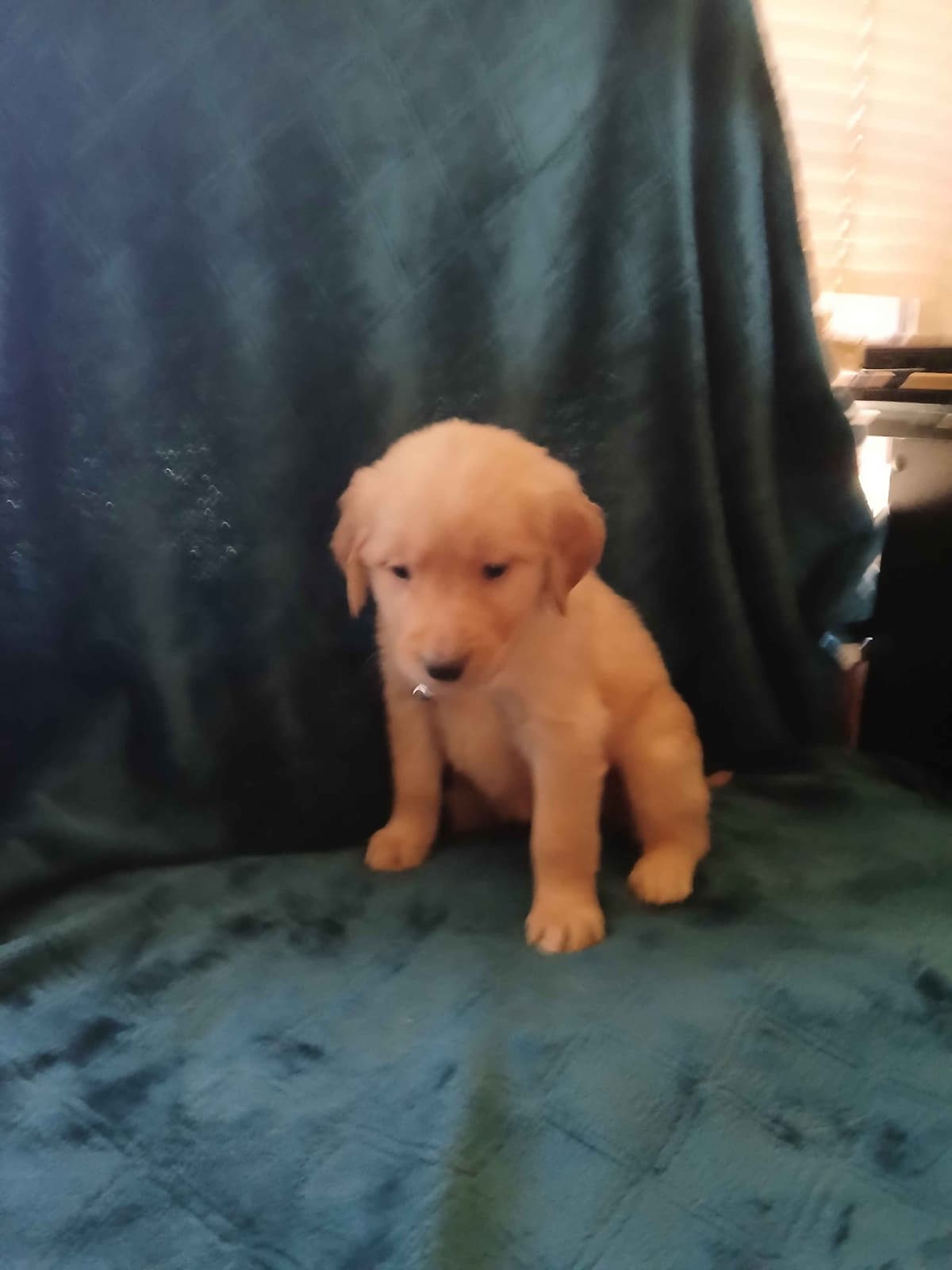 Golden Retriever Puppies breeder image 11