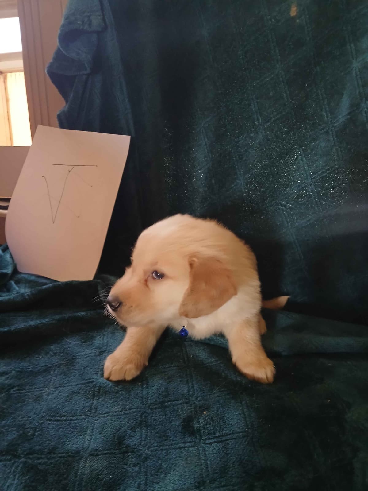 Golden Retriever Puppies breeder image 12