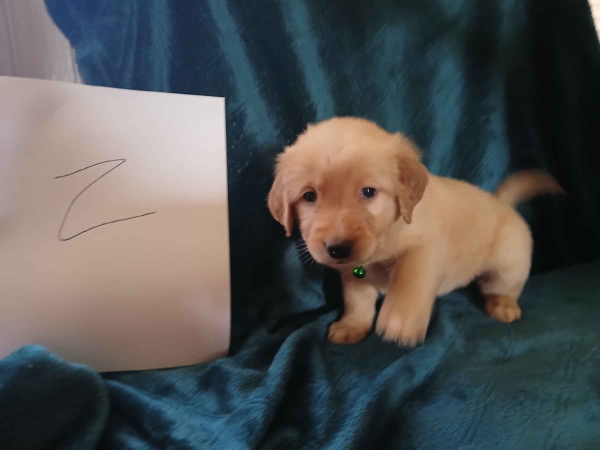 Golden Retriever Puppies breeder image 14