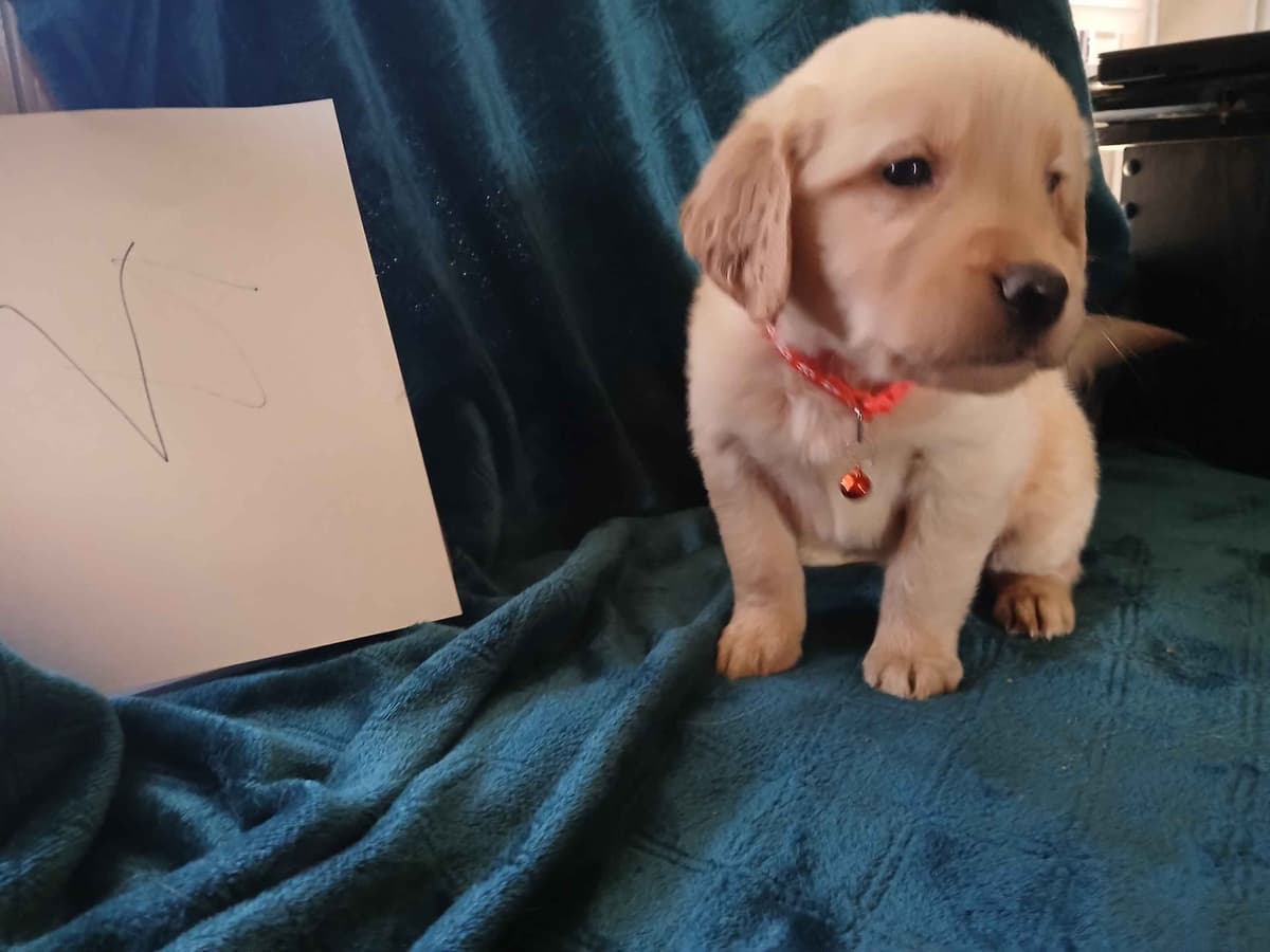 Golden Retriever Puppies breeder image 15