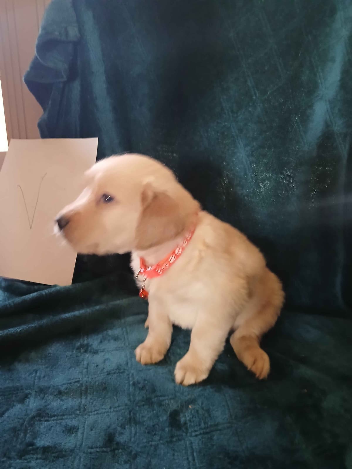 Golden Retriever Puppies breeder image 16