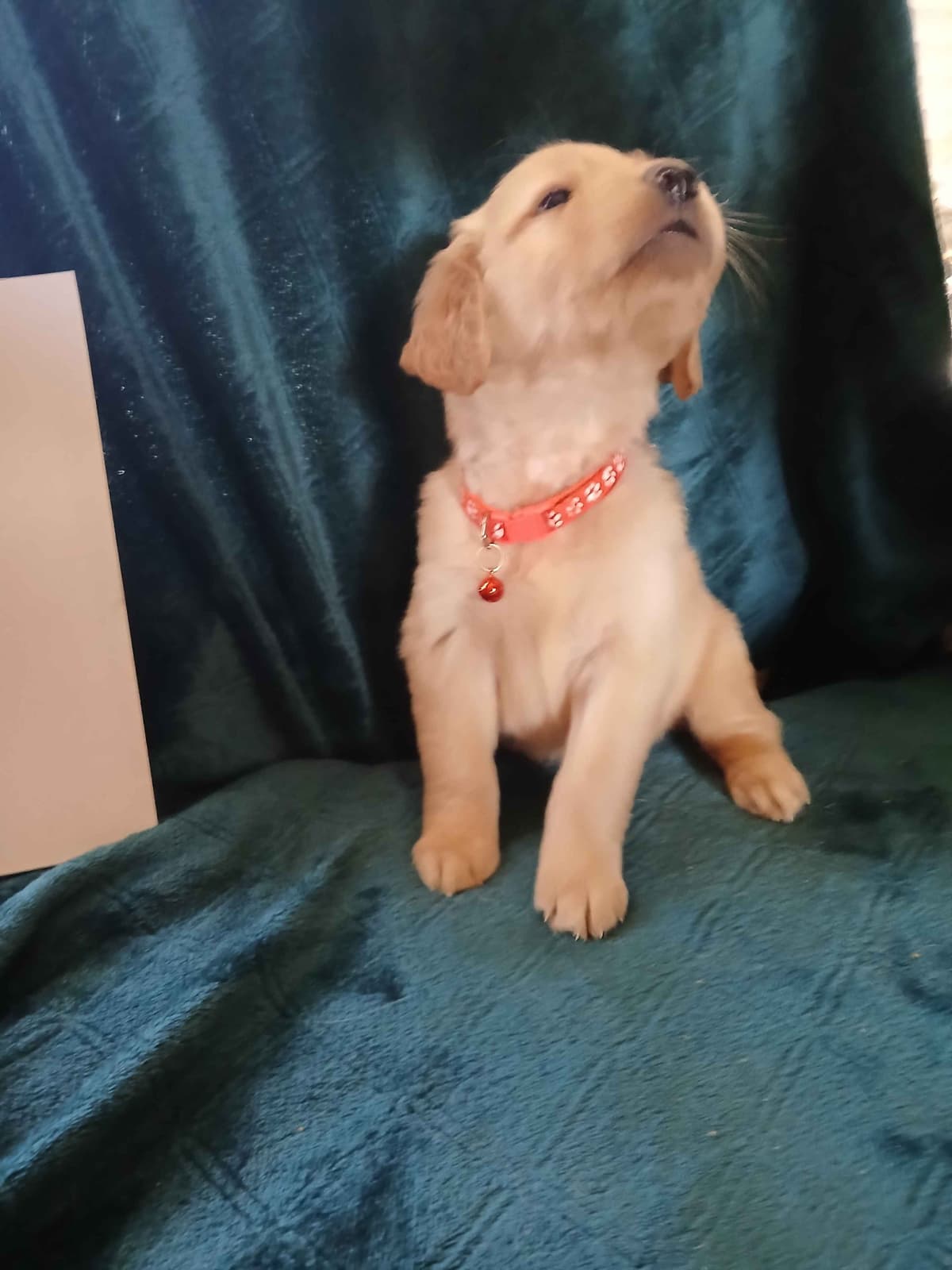 Golden Retriever Puppies breeder image 17
