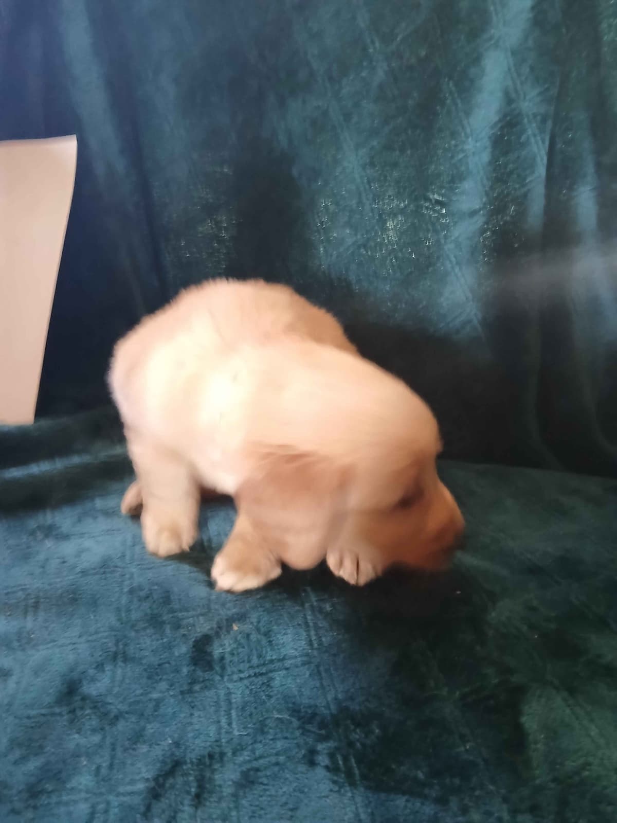 Golden Retriever Puppies breeder image 18