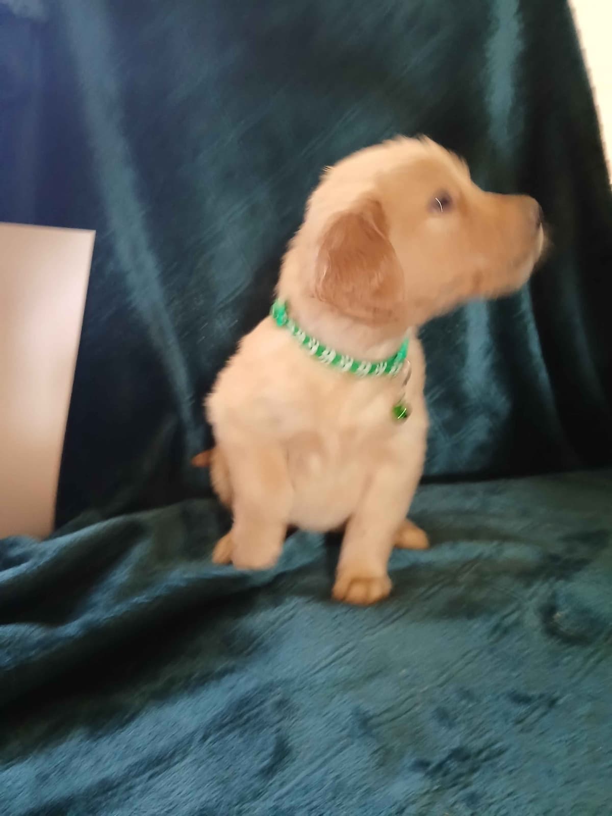 Golden Retriever Puppies breeder image 19