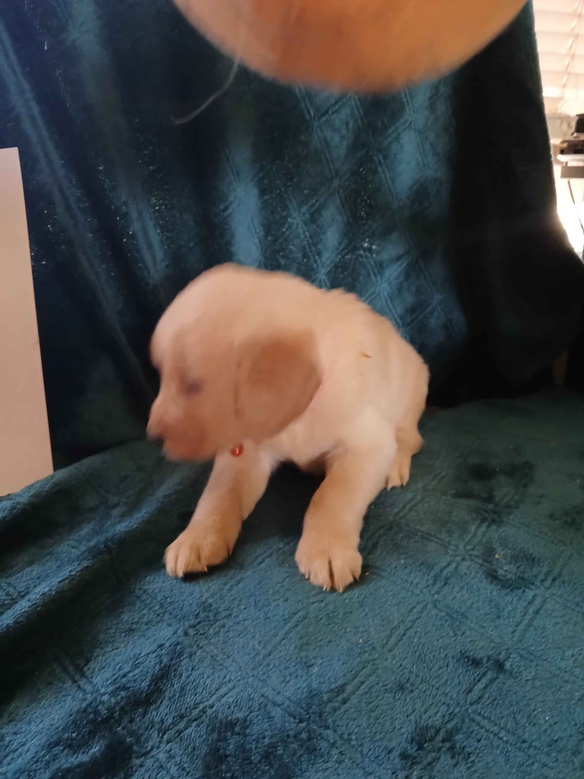 Golden Retriever Puppies breeder image 20