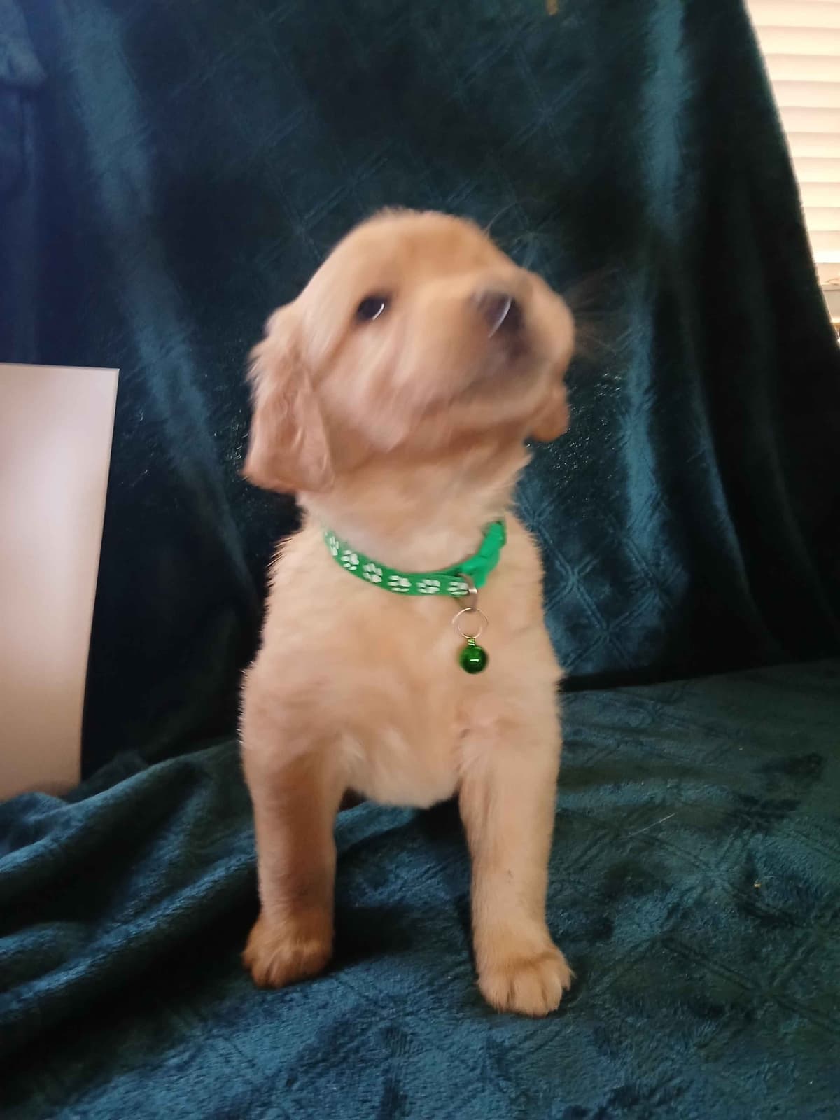 Golden Retriever Puppies breeder image 21