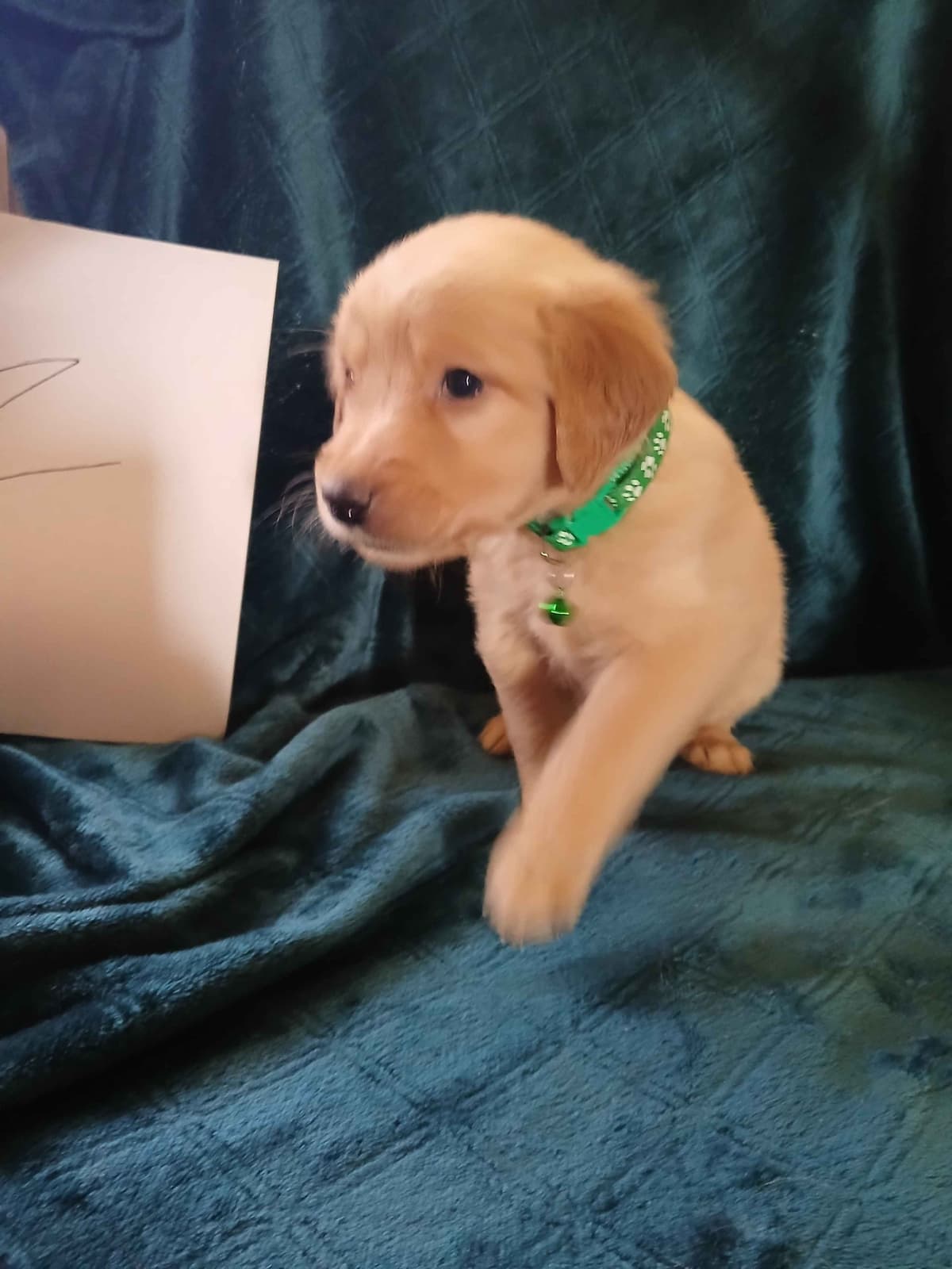 Golden Retriever Puppies breeder image 23