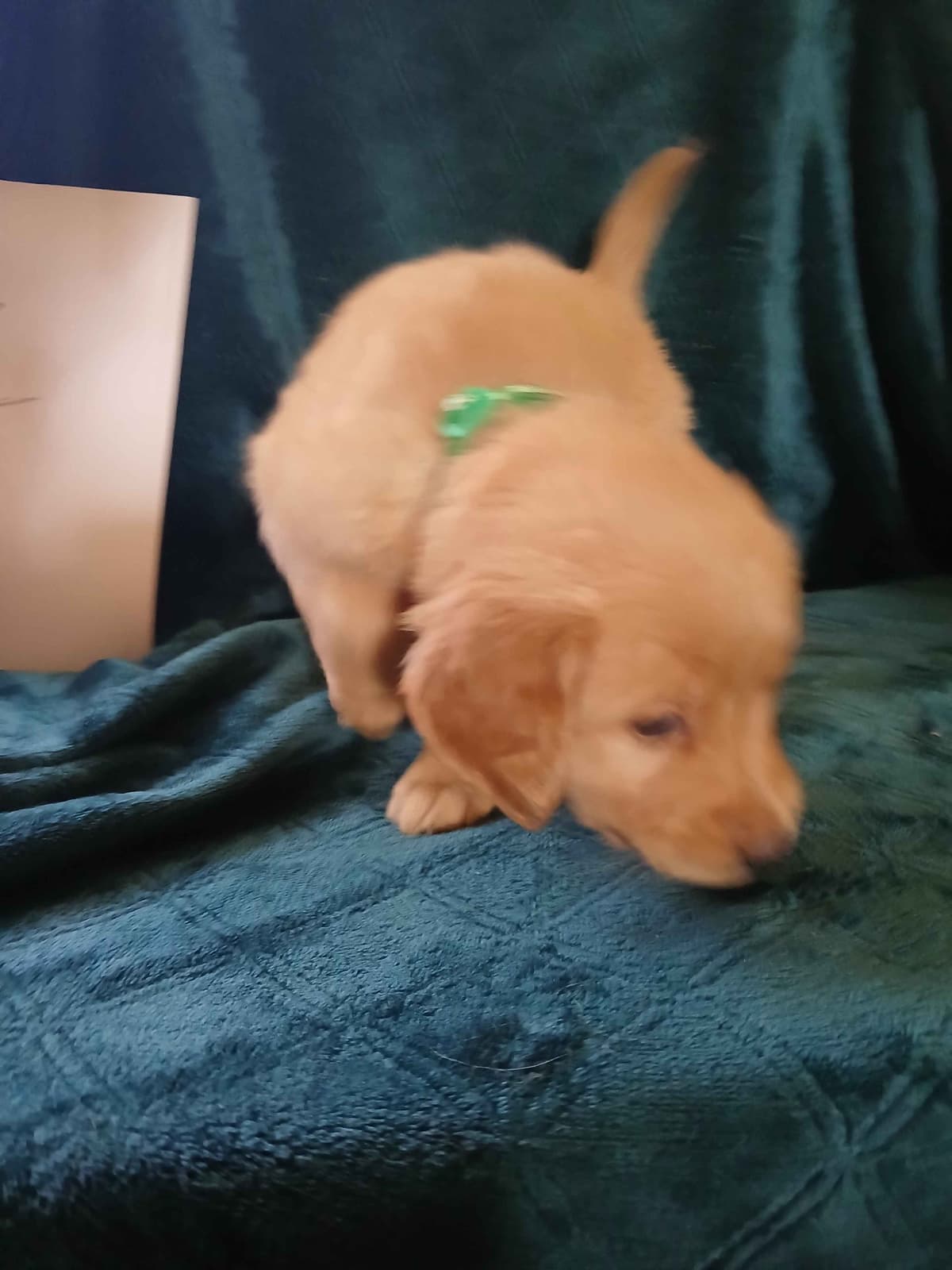 Golden Retriever Puppies breeder image 22