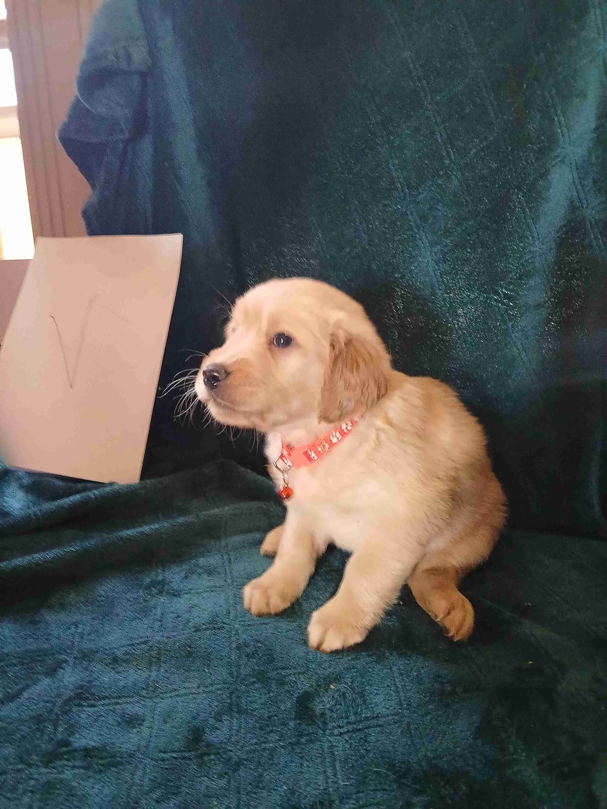 Golden Retriever Puppies breeder image 24
