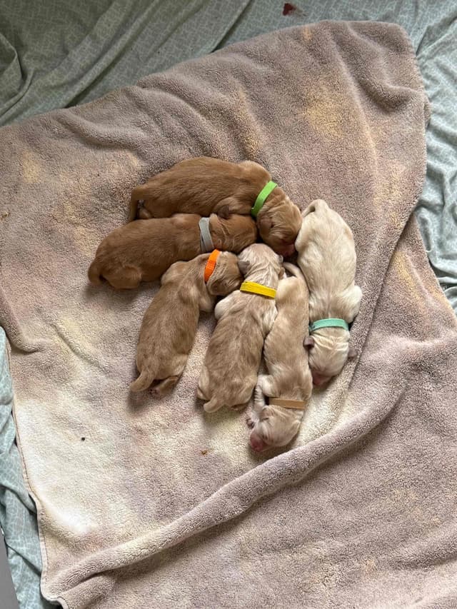 Golden Retriever Puppies media 9