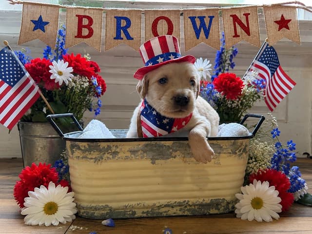 Golden Retriever Puppies media 10