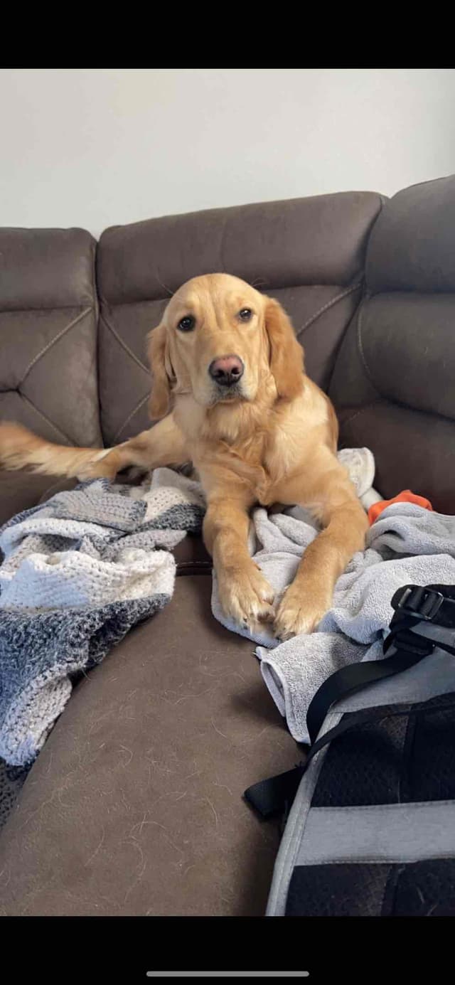 Golden Retriever Puppies media 13