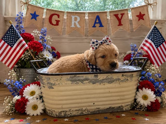 Golden Retriever Puppies media 16