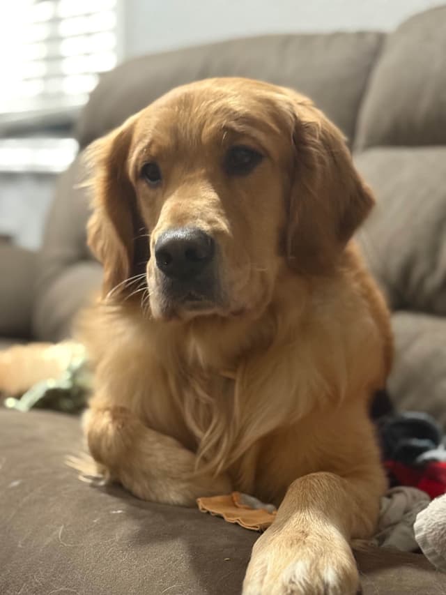 Golden Retriever Puppies media 19