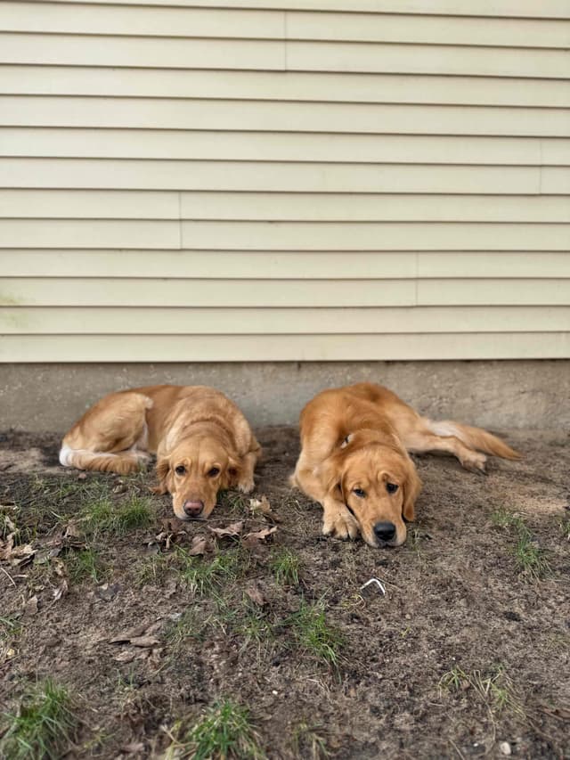 Golden Retriever Puppies media 20