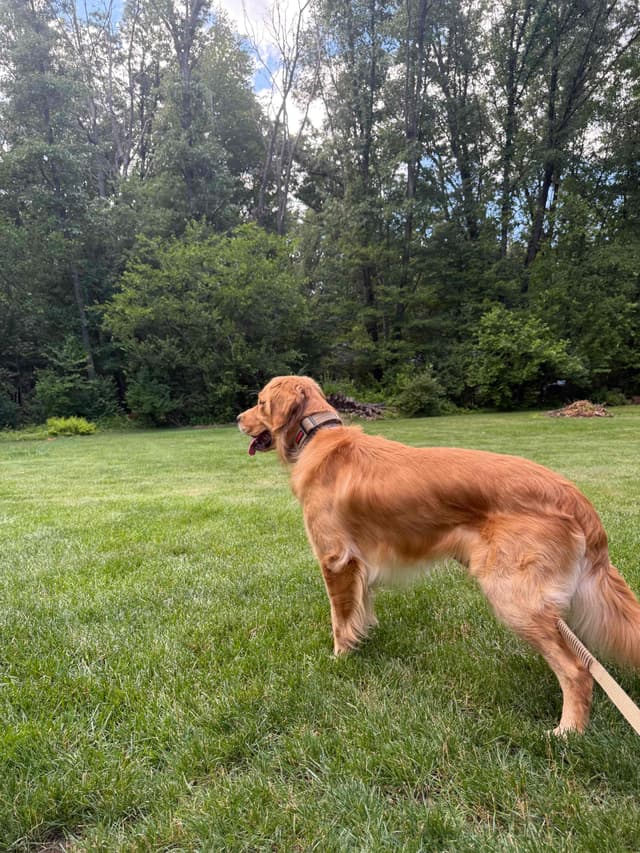 Golden Retriever Puppies media 21