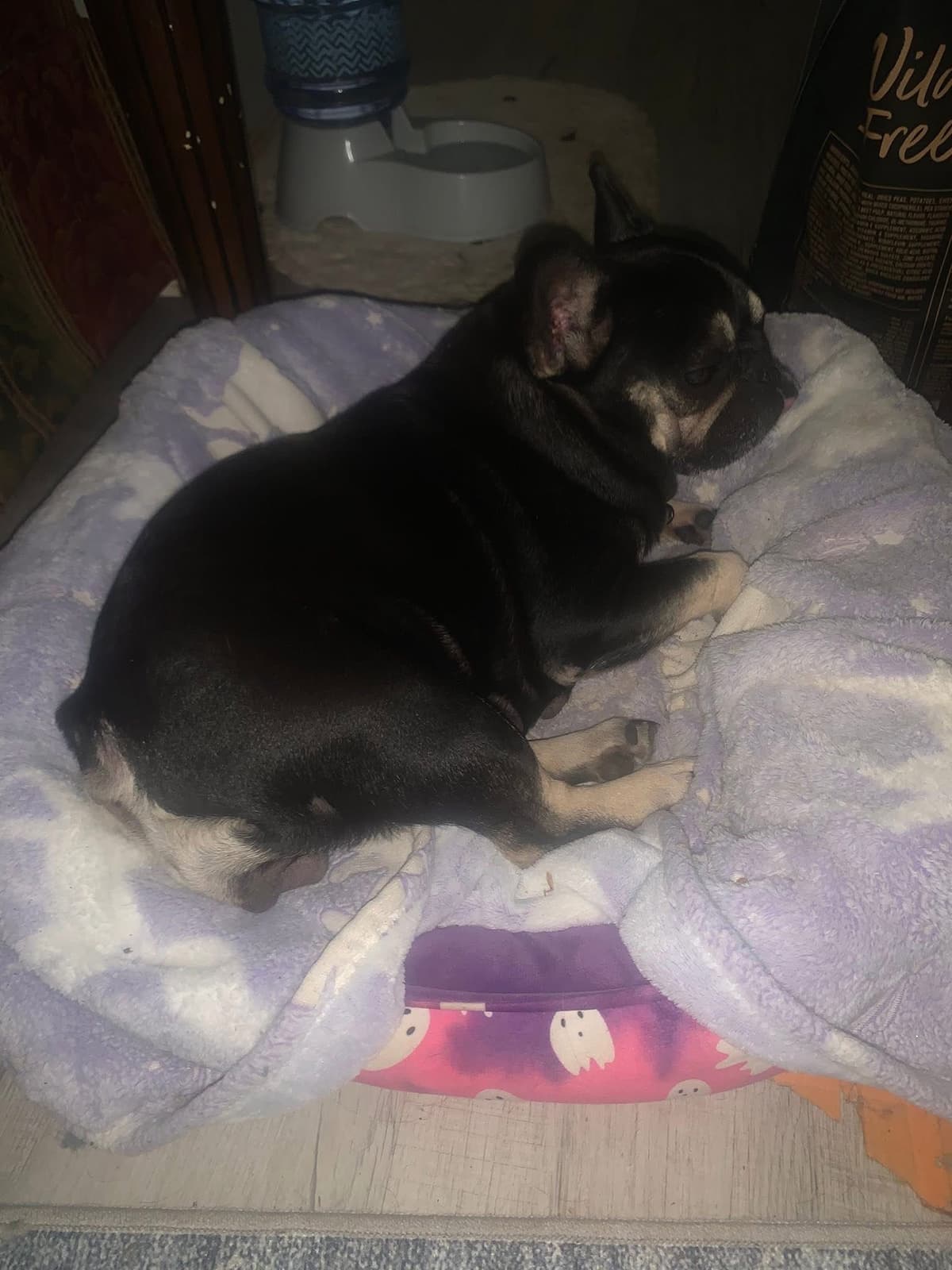 Legacy french bulldog puppies breeder image 1