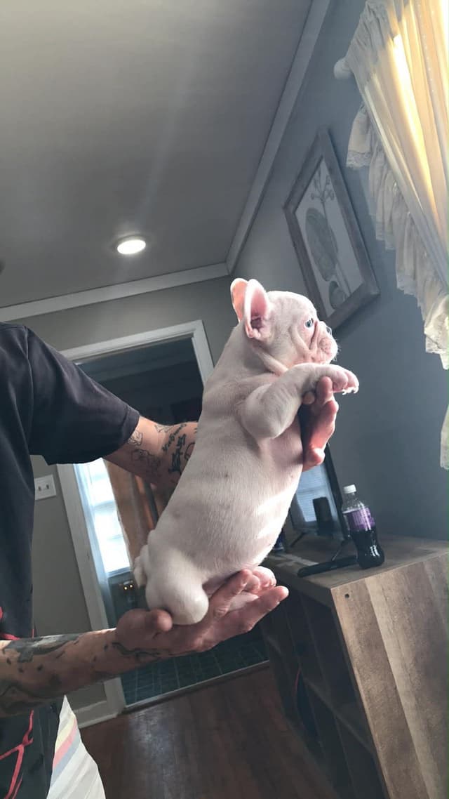 Legacy french bulldog puppies media 2